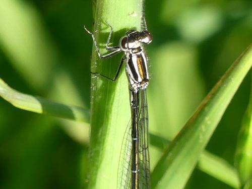 Coenagrion sp.